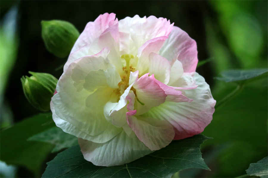 灵芝孢子粉是凉性还是热性?中药材知识 灵芝是热性还是凉性乙肝小三阳能喝灵芝茶吗 灵芝孢子粉是凉性还是热性?中药材知识 灵芝是热性还是凉性乙肝小三阳能喝灵芝茶吗