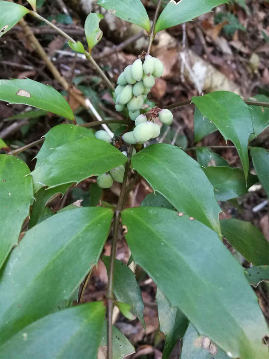 琼花的花语是什么 琼花是什么花的别称 琼花的花语是什么 琼花是什么花的别称