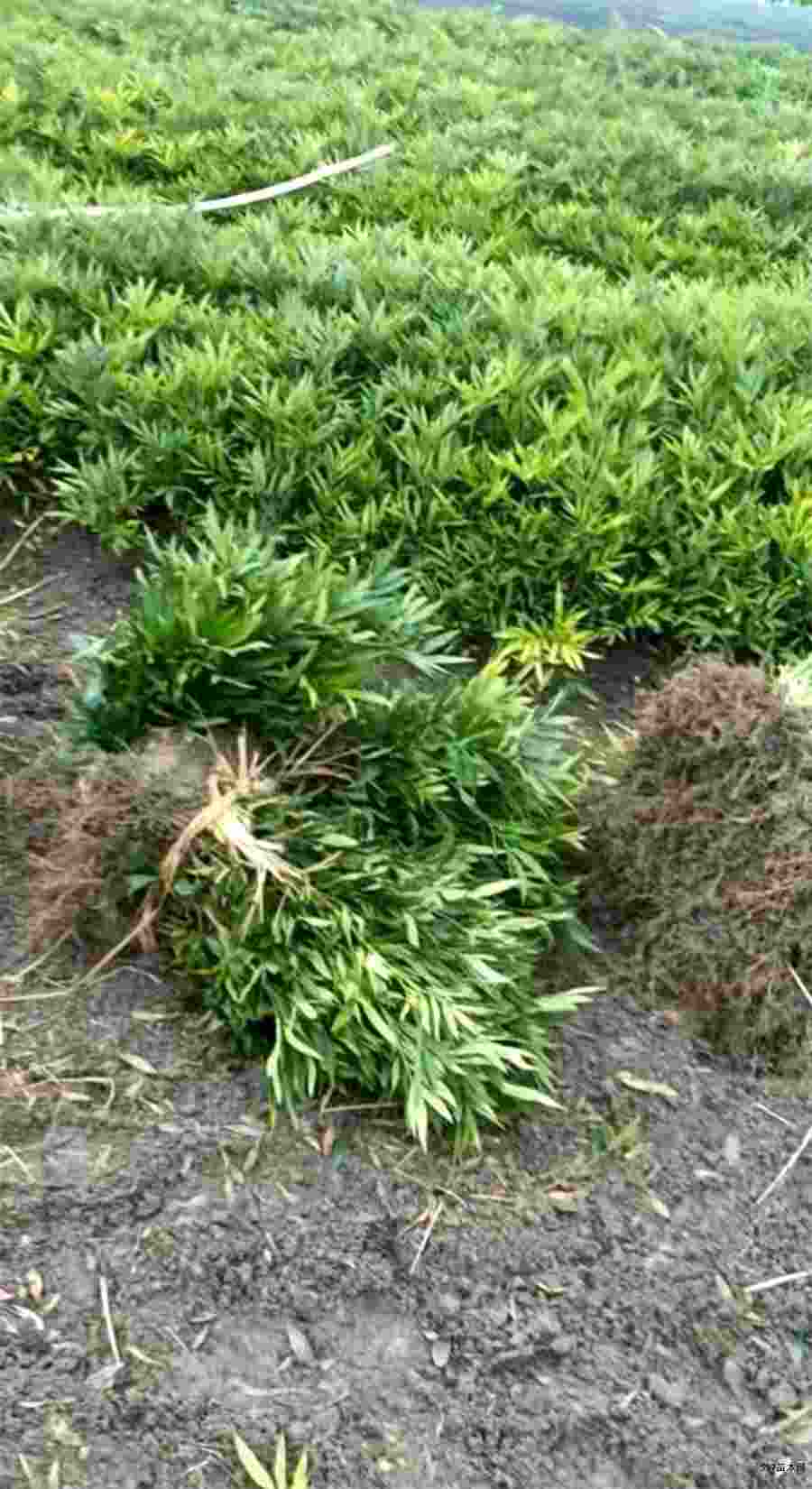 蒋陵(历史文物古迹) 蒋陵(历史文物古迹)