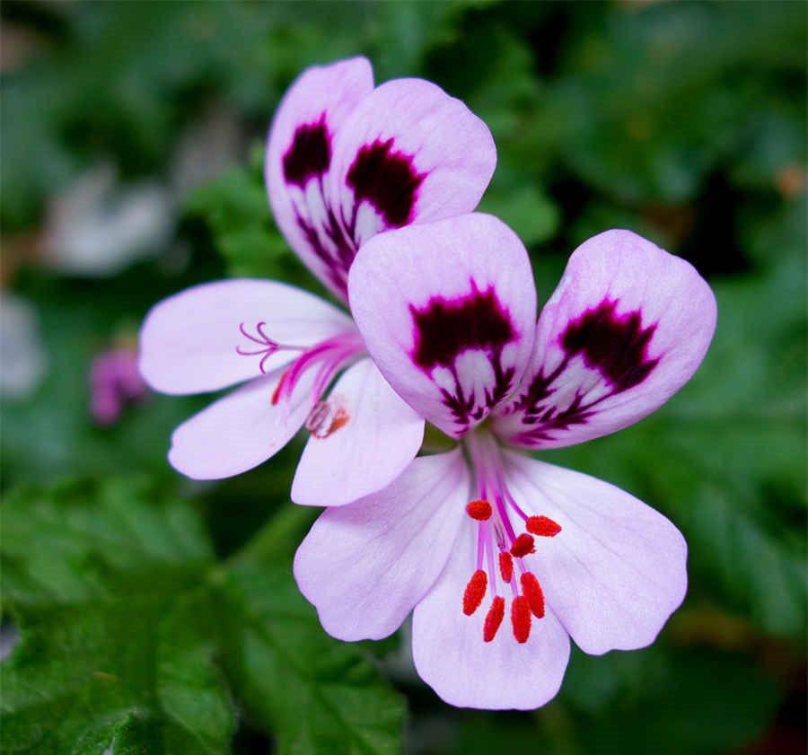 白花蛇 寸白蛇 白花蛇 寸白蛇