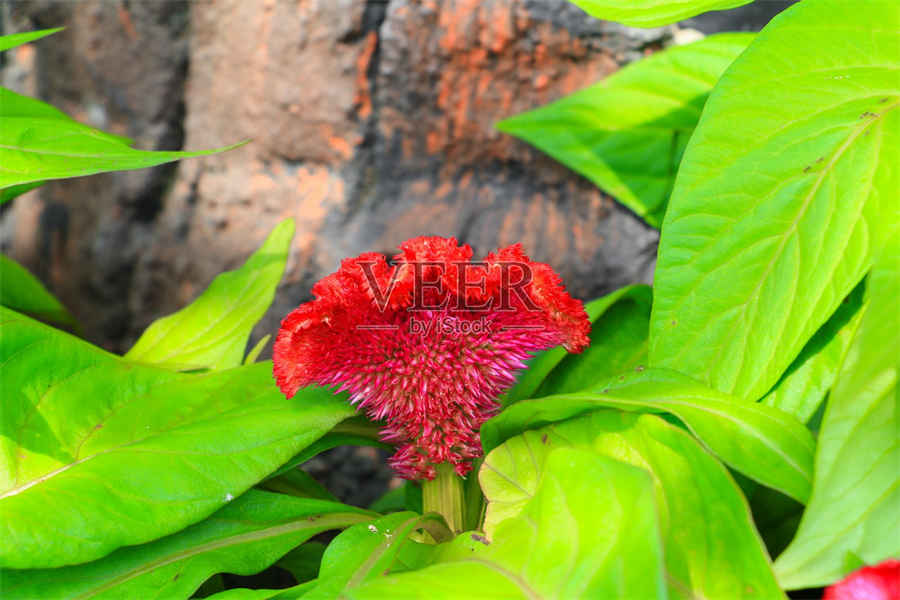 小麦麸 麦麸 小麦麸 麦麸