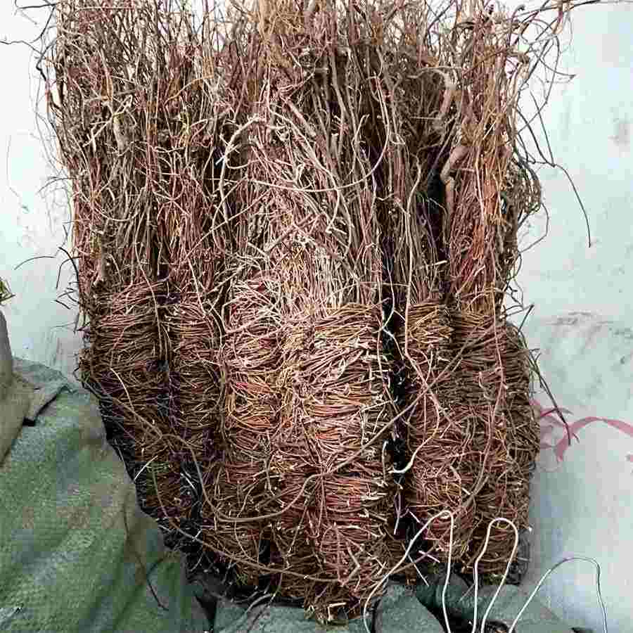 马鞭石斛价格多少钱一斤中药材价格 马棒石斛 马鞭石斛价格多少钱一斤中药材价格 马棒石斛