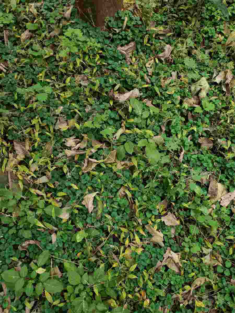 苦地胆 地苦胆多少钱一斤 苦地胆 地苦胆多少钱一斤