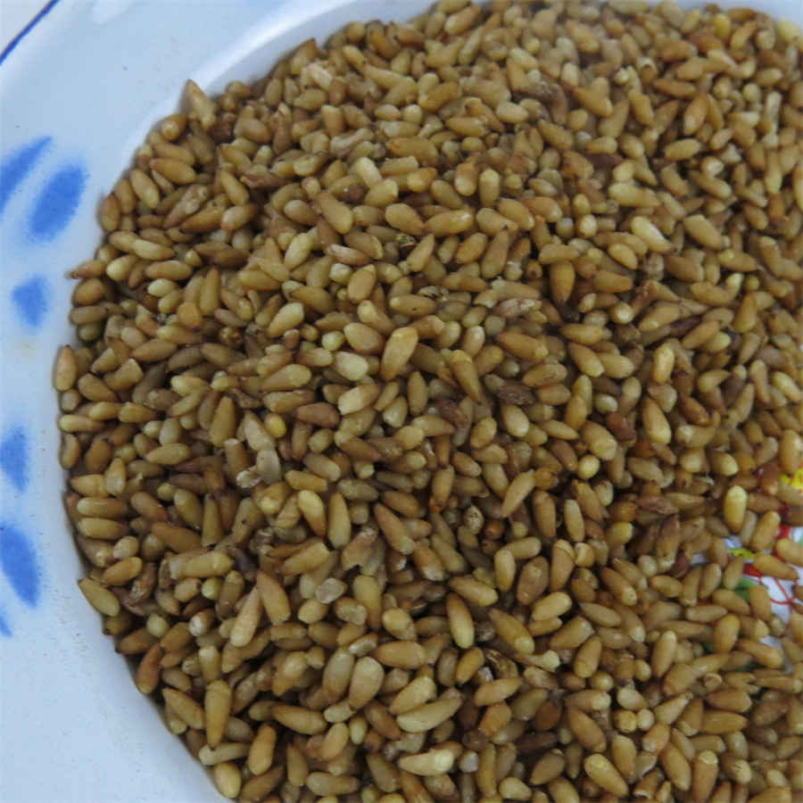 铜皮石斛的功效与作用及食用方法中药材功效大全 铜皮石斛的功效与作用及食用方法中药材功效大全