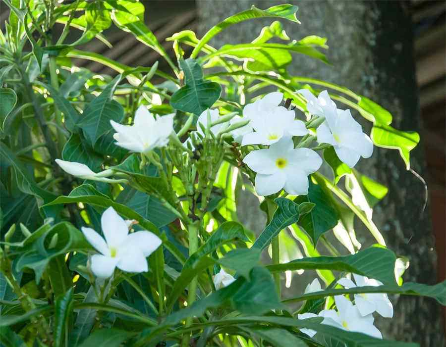 猫咪洗澡杀菌用什么(给猫咪洗澡杀菌用什么药好) 猫咪洗澡杀菌用什么(给猫咪洗澡杀菌用什么药好)