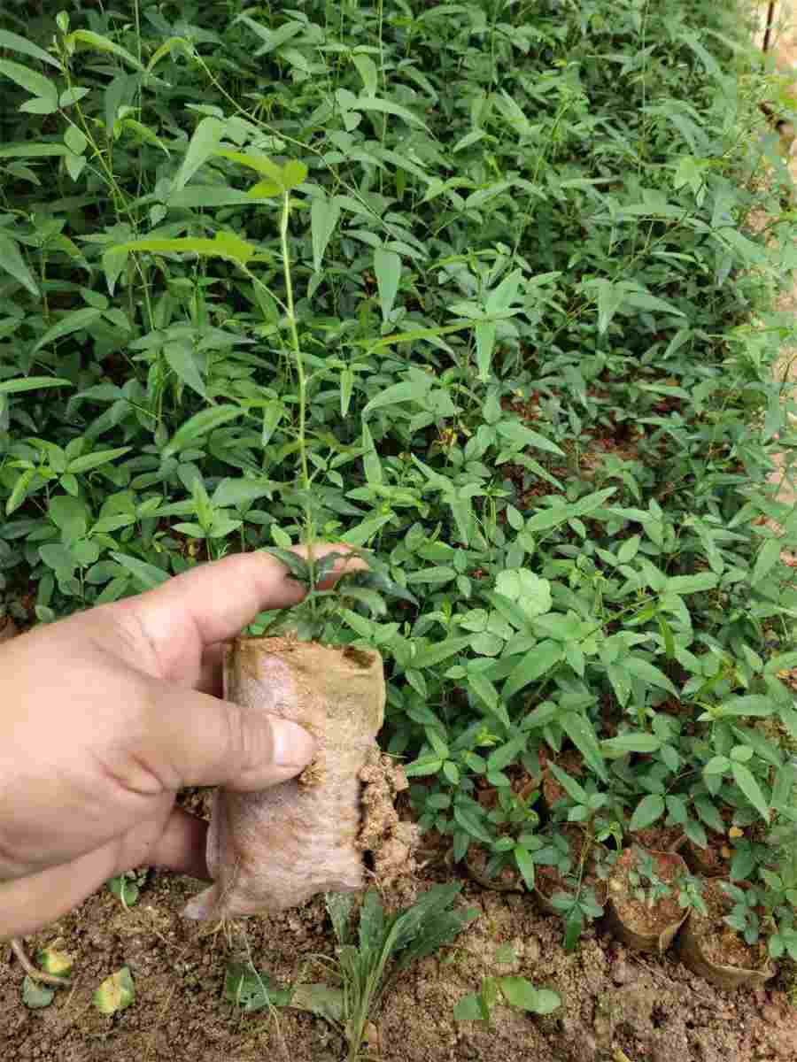 黄芪泡水一次放多少功效好?中药材使用方法中药材的正确吃法 黄芪泡水放多少克一次 黄芪泡水一次放多少功效好?中药材使用方法中药材的正确吃法 黄芪泡水放多少克一次