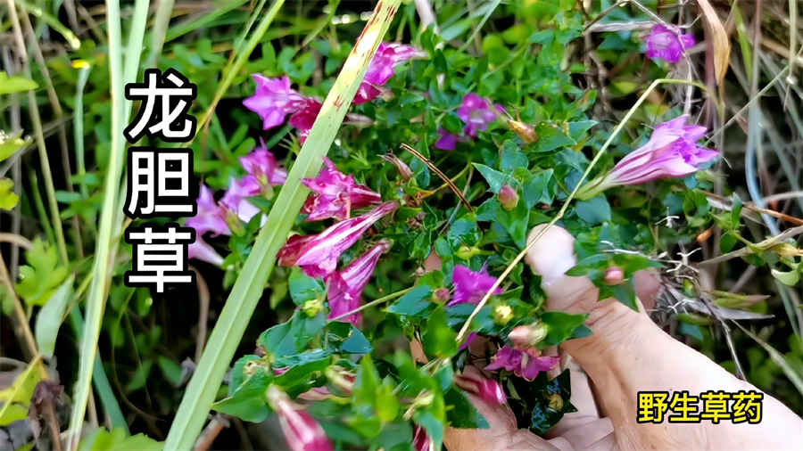 《长沙方歌括》(全本) 《长沙方歌括》(全本)