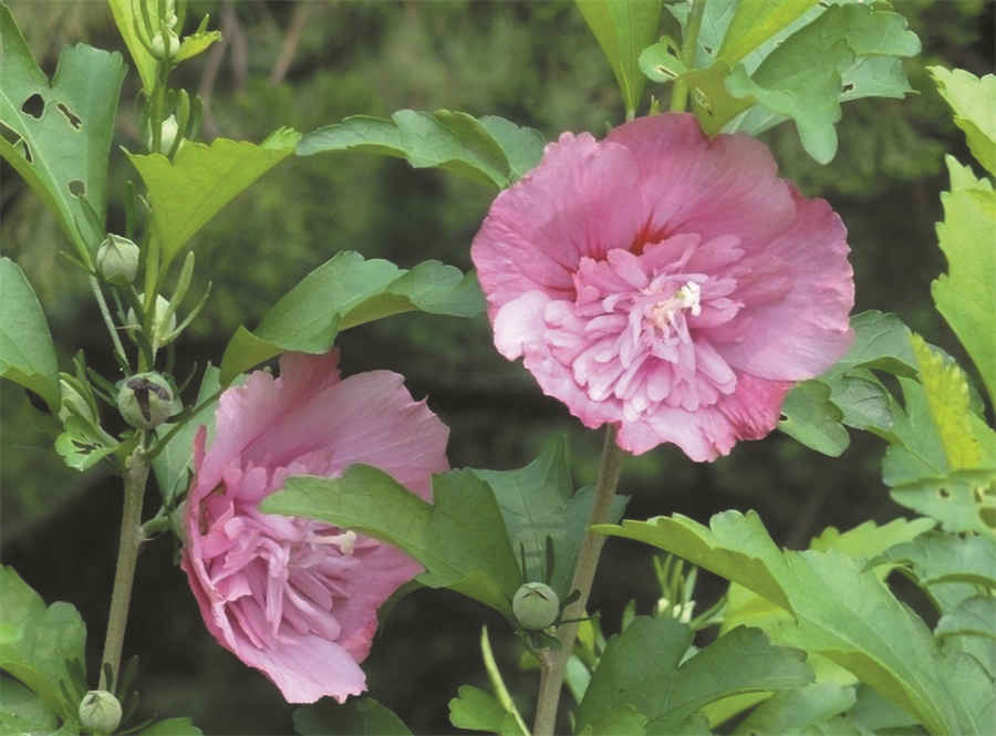 栾樨 栾樨 栾樨 栾樨