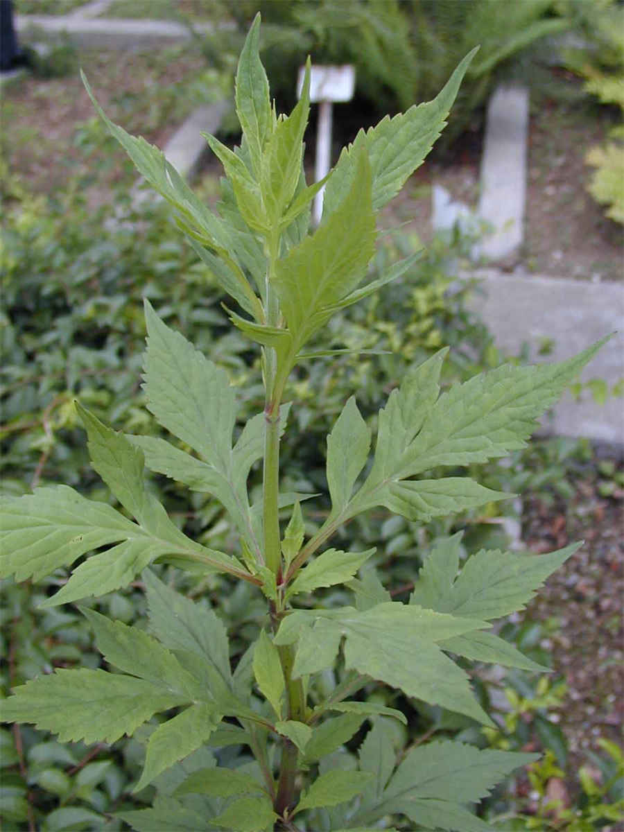 黄芪的禁忌中哪些人不适合喝黄芪水中药材食用配伍禁忌 黄芪的禁忌中哪些人不适合喝黄芪水中药材食用配伍禁忌