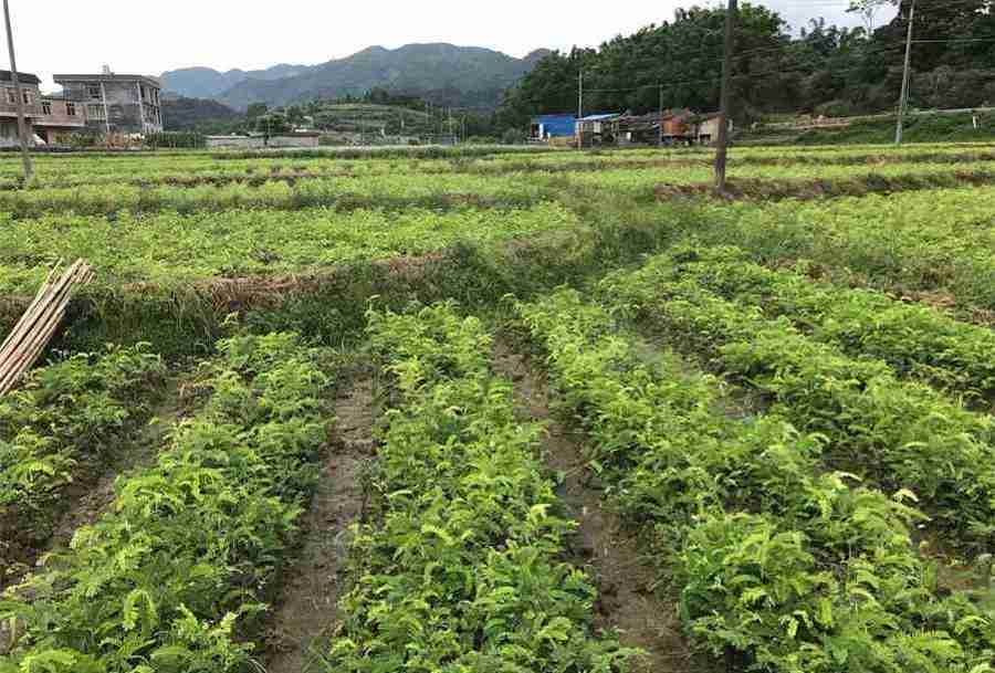茯苓泽泻汤方 茯苓泽泻汤证 茯苓泽泻汤方 茯苓泽泻汤证