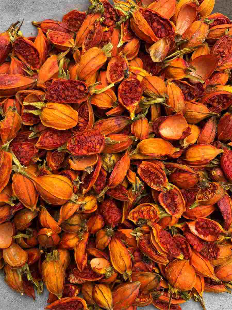 希茉莉(希茉莉园林用途) 希茉莉是什么花序 希茉莉(希茉莉园林用途) 希茉莉是什么花序
