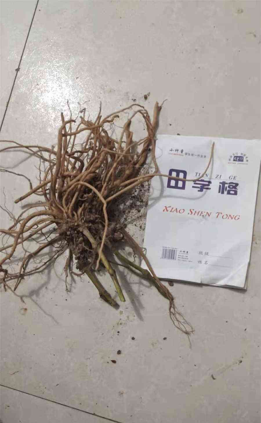 敬爱造句 怎么用敬爱造句 敬爱造句 怎么用敬爱造句
