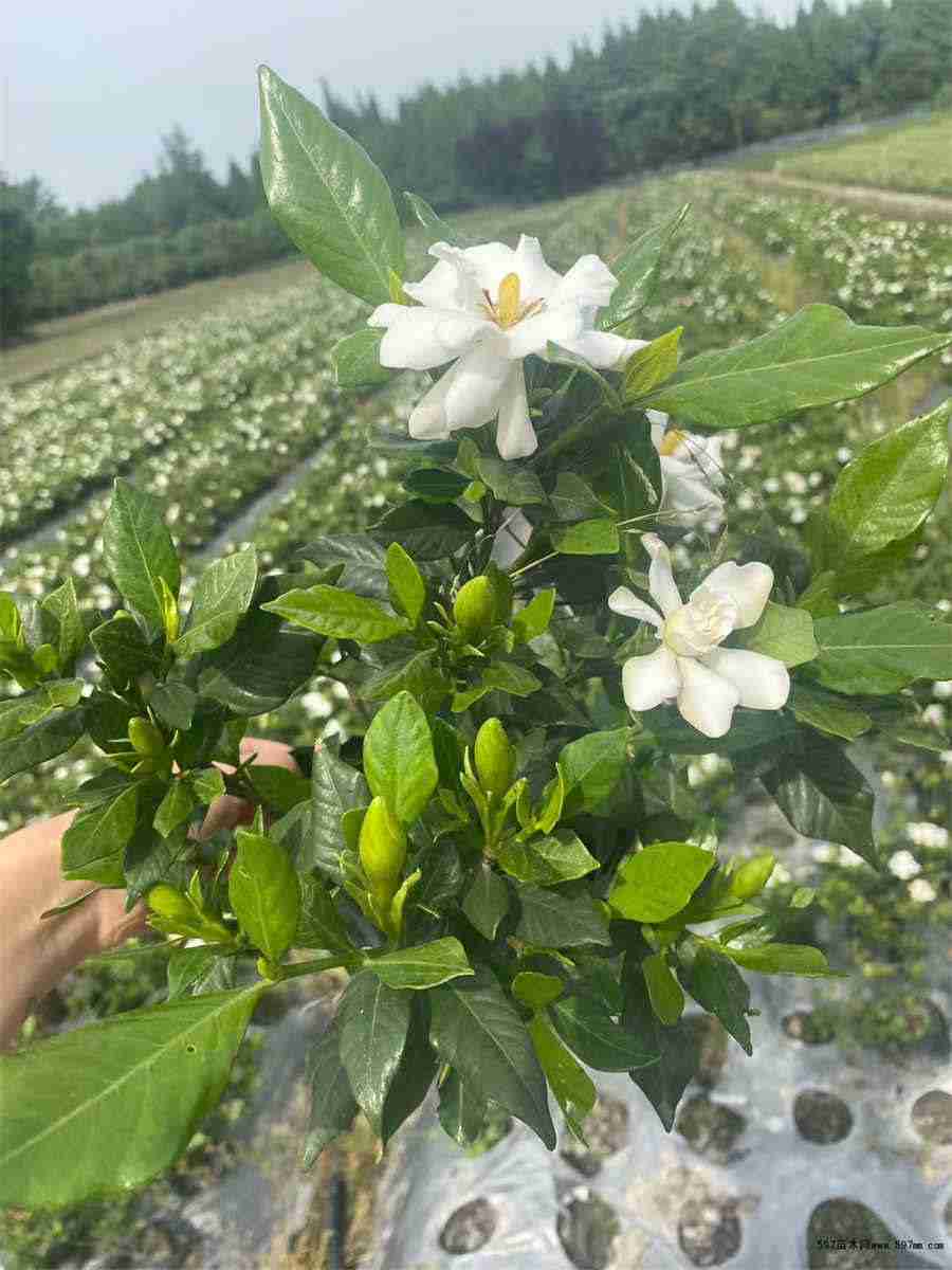 菌和菇的区别是什么? 菇跟菌有什么区别 菌和菇的区别是什么? 菇跟菌有什么区别
