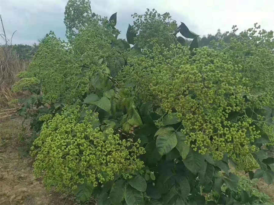 放线菌素D 放线菌素d抑制原理 放线菌素D 放线菌素d抑制原理
