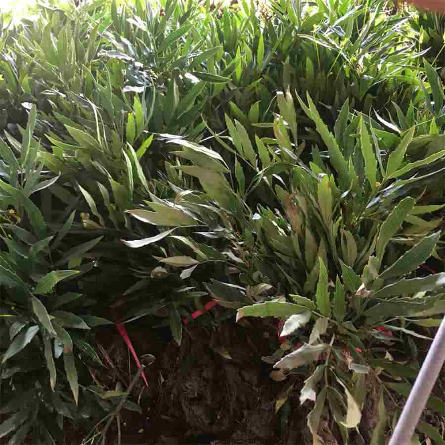 论药饵 药饵 论药饵 药饵