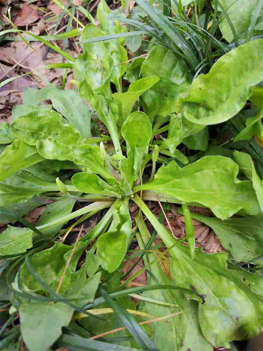 四楞筋骨草 四楞筋骨草 四楞筋骨草 四楞筋骨草