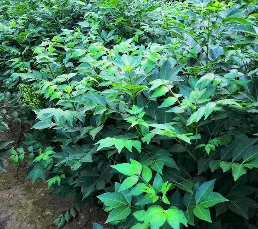 数脉搏 数脉搏时发现每隔两个正常的搏动后出现一次过早的搏动 数脉搏 数脉搏时发现每隔两个正常的搏动后出现一次过早的搏动