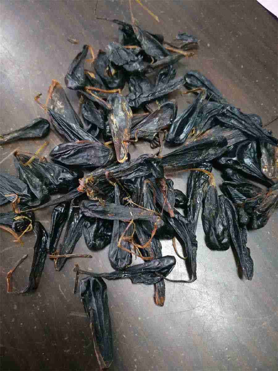 狗狗腿骨头脱臼怎么办?狗狗腿脱臼的症状 狗狗腿骨头脱臼怎么办?狗狗腿脱臼的症状