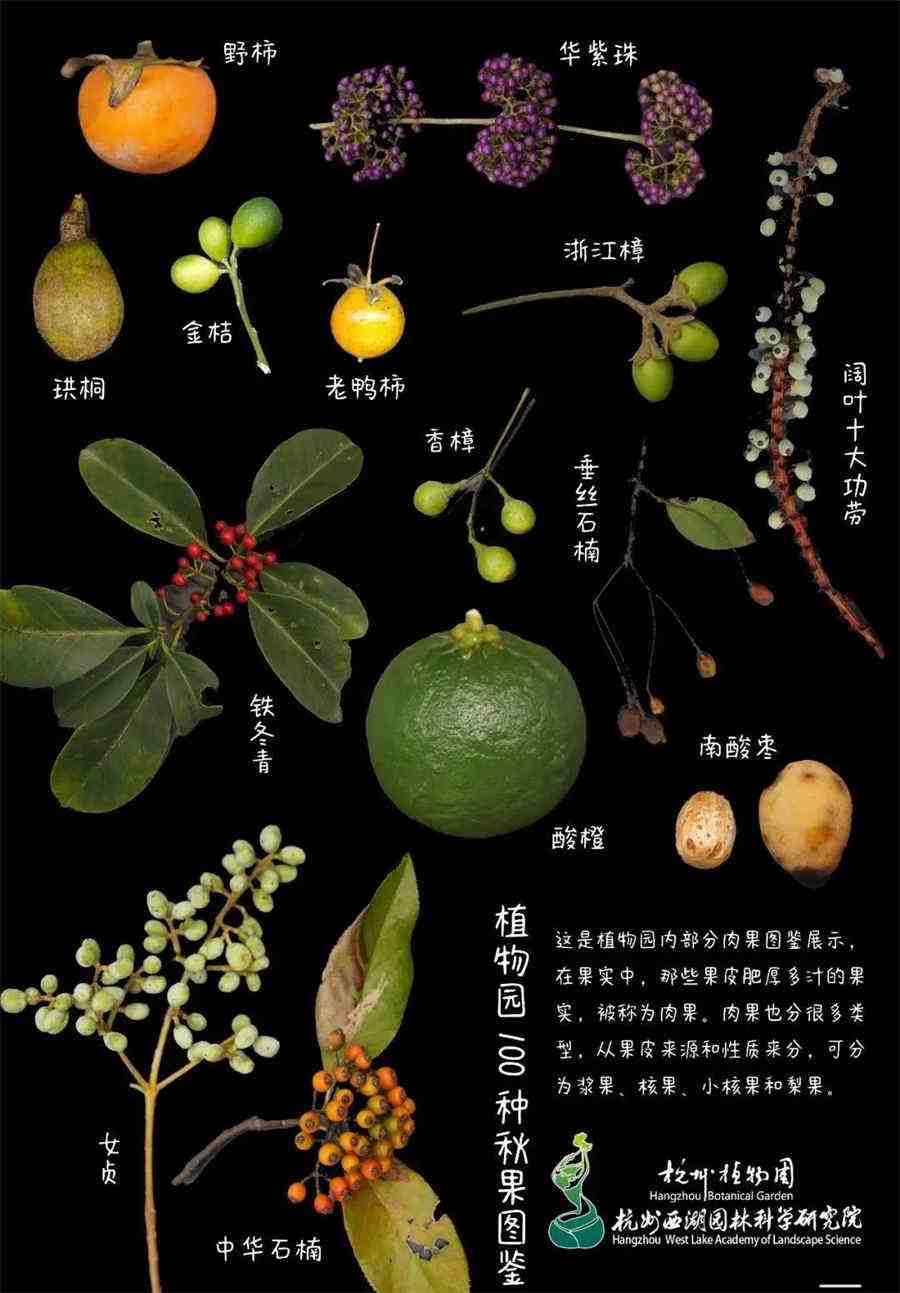 二、五轮学说 一之气 二、五轮学说 一之气