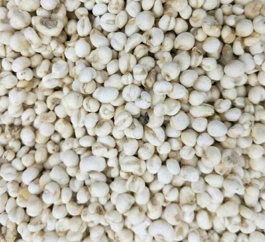 尿疗 饮尿 饮尿 尿疗 饮尿 饮尿