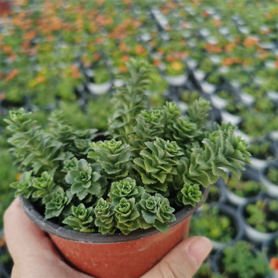 蒜苗炒腊肉的做法家常做法怎么做好吃热量卡路里 蒜苗炒腊肉的做法家常做法怎么做好吃热量卡路里