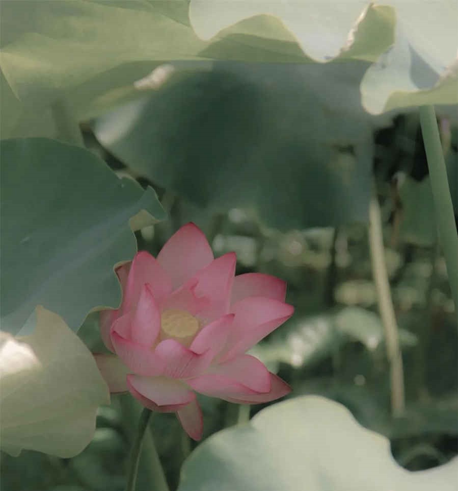 芙蓉雨歌词,芙蓉雨歌词表达的是什么意思东江百科 芙蓉雨歌词讲了个什么故事 芙蓉雨歌词,芙蓉雨歌词表达的是什么意思东江百科 芙蓉雨歌词讲了个什么故事
