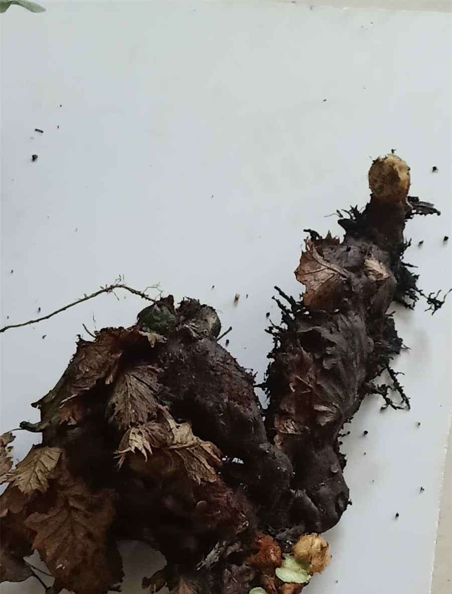 筒箭毒碱 筒箭毒碱 筒箭毒碱 筒箭毒碱