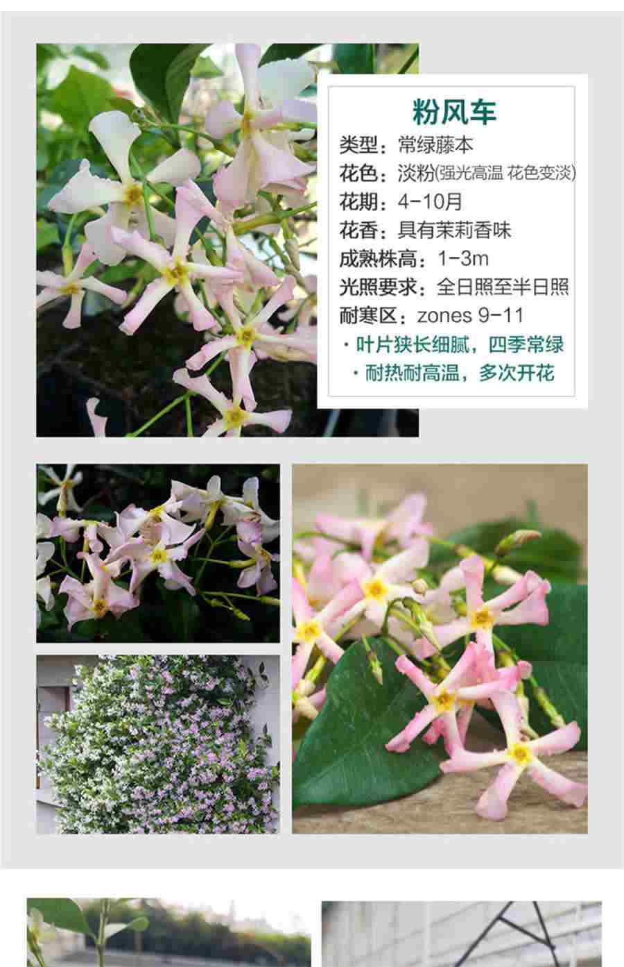 三七粉一次吃多少克?一天吃多少量?三七怎么吃教你三七粉的正确吃法及食用方法三七花的吃法大全 三七粉的正确吃法用量百度百科 三七粉一次吃多少克?一天吃多少量?三七怎么吃教你三七粉的正确吃法及食用方法三七花的吃法大全 三七粉的正确吃法用量百度百科