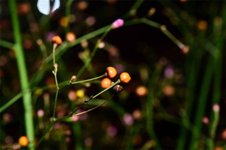 西芹炒虾仁的做法家常做法怎么做好吃 西芹炒虾仁的做法家常做法怎么做好吃