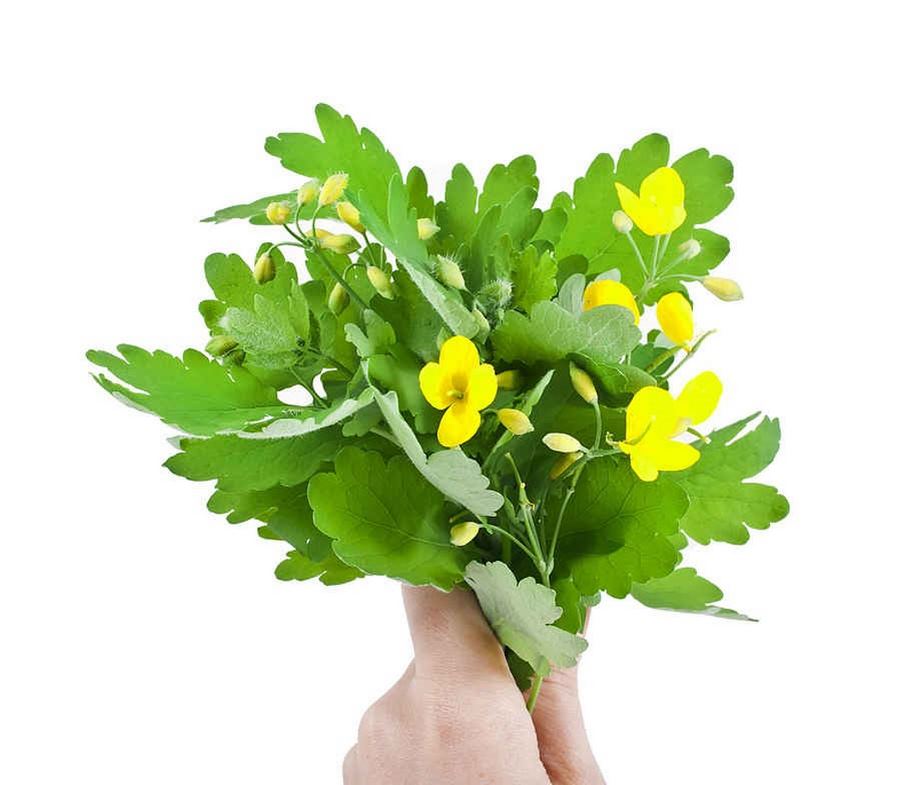 唐松草 唐松草 唐松草 唐松草