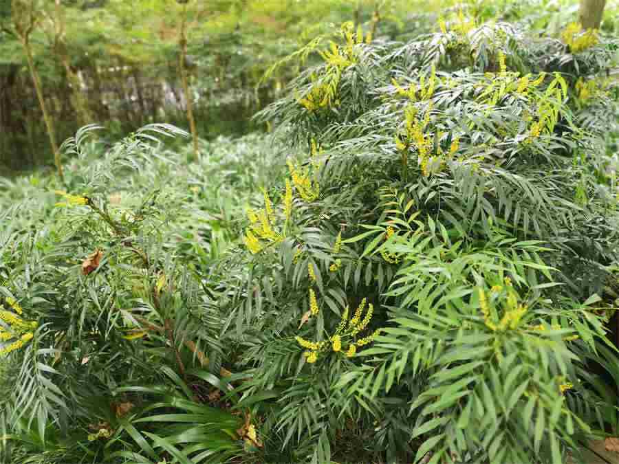 天天清护肝茶(肝不好的人三黑两臭) 天天清护肝茶有副作用吗 天天清护肝茶(肝不好的人三黑两臭) 天天清护肝茶有副作用吗
