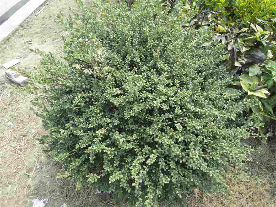野菊花蜂蜜的功效 野菊花蜂蜜 野菊花蜂蜜的功效 野菊花蜂蜜