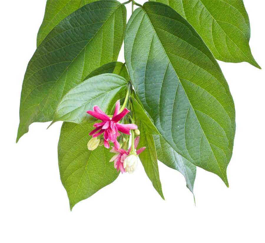 芡实 芡实 芡实 芡实