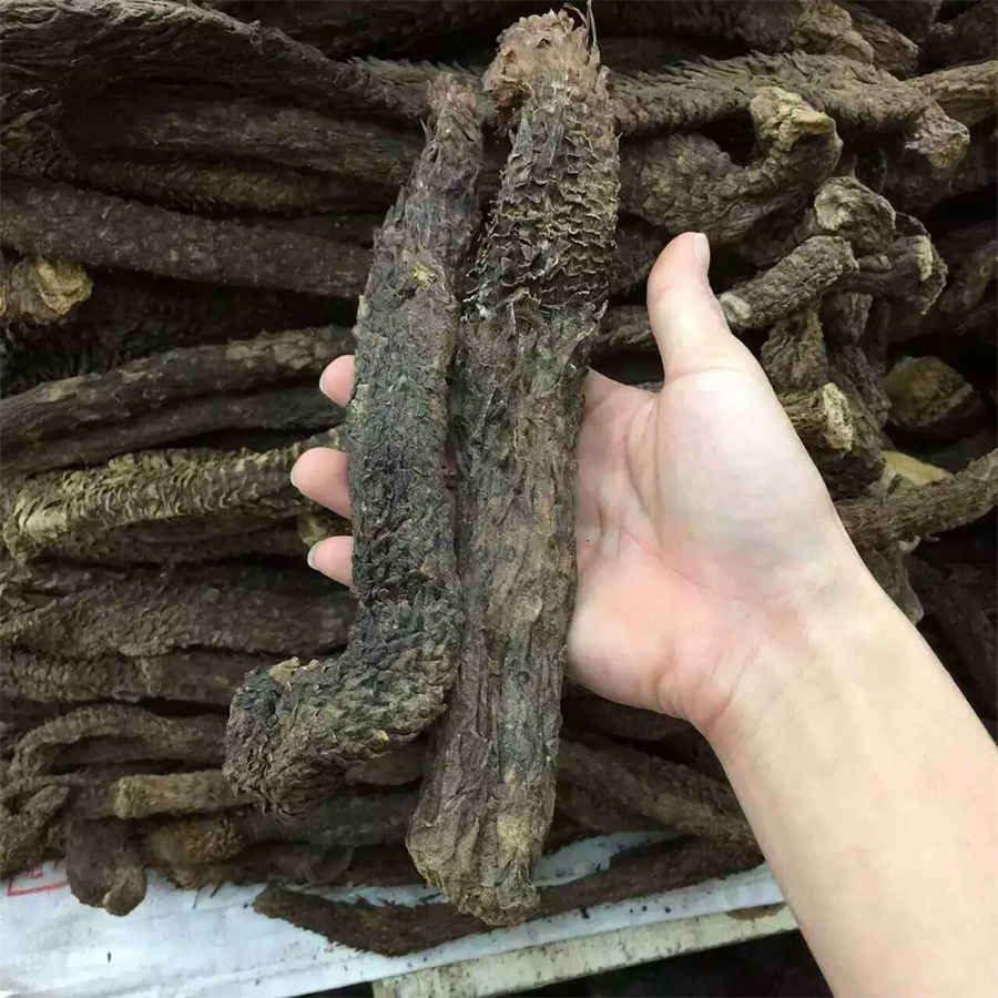 天麻可以放多久?科普天麻的保质期多久中药材知识 天麻保存时间多长 天麻可以放多久?科普天麻的保质期多久中药材知识 天麻保存时间多长