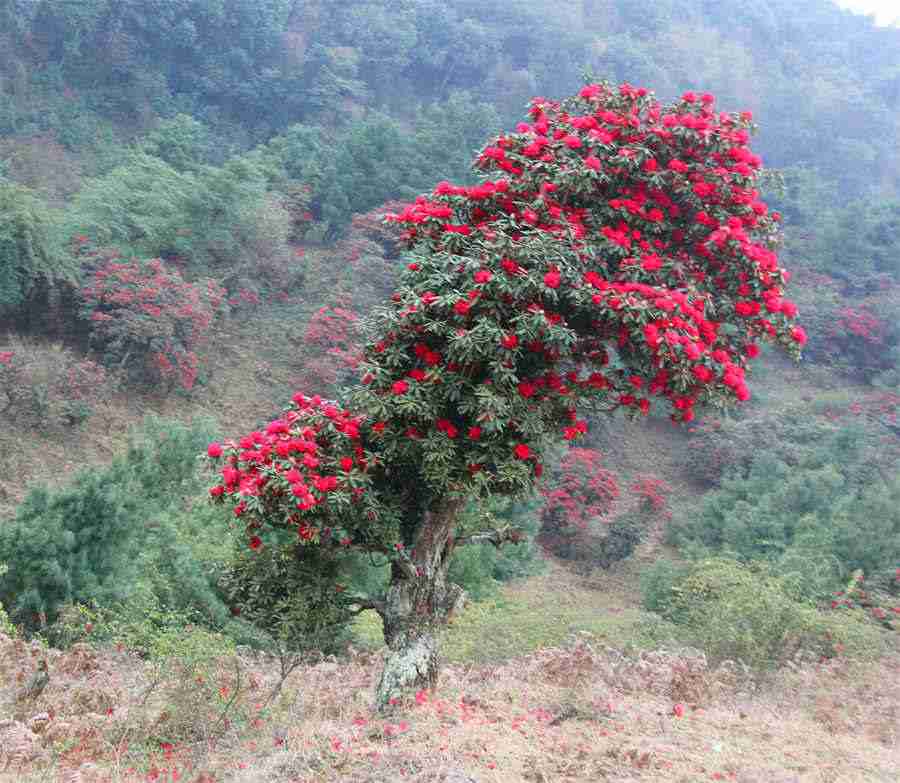 马龙几岁了 马龙 几岁了 马龙几岁了 马龙 几岁了