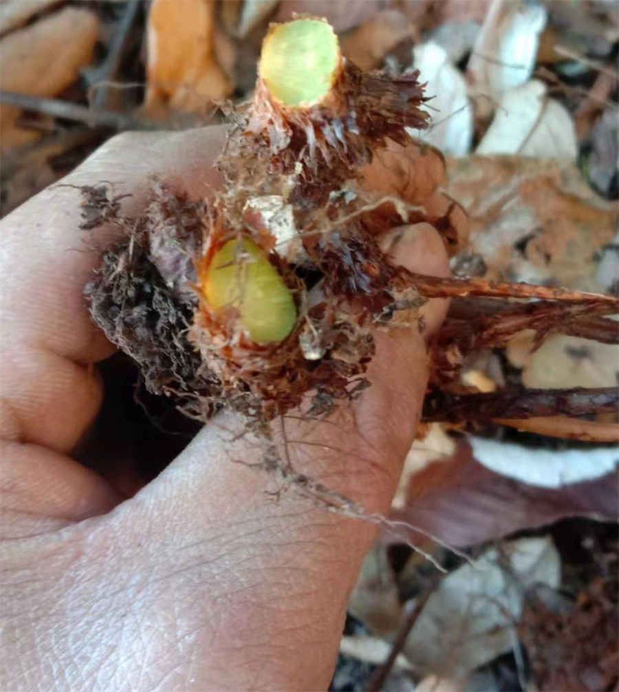 运球过肩到底是不是违例 运球过肩到底是不是违例