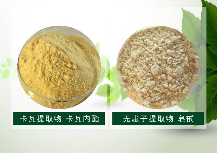 铁线莲 铁线莲花语 铁线莲 铁线莲 铁线莲花语 铁线莲