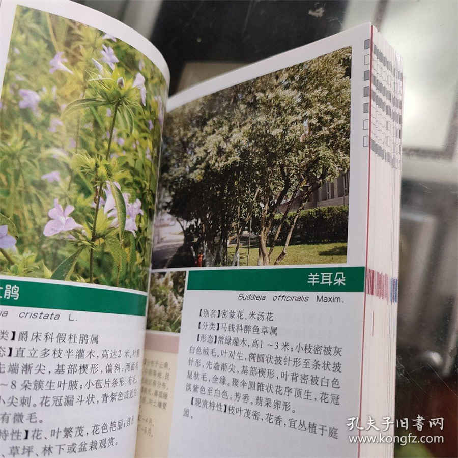 桂枝茯苓丸 桂枝茯苓丸组成 桂枝茯苓丸 桂枝茯苓丸组成
