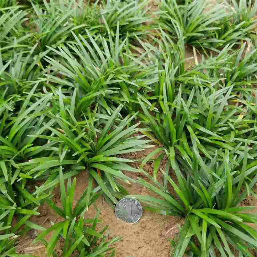 梅西得过几次欧冠冠军 梅西获得过几次欧冠冠军 梅西得过几次欧冠冠军 梅西获得过几次欧冠冠军