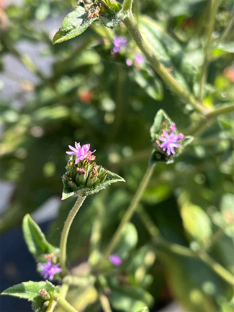菖蒲花的花语和寓意是啥 菖蒲花的花语和寓意是啥