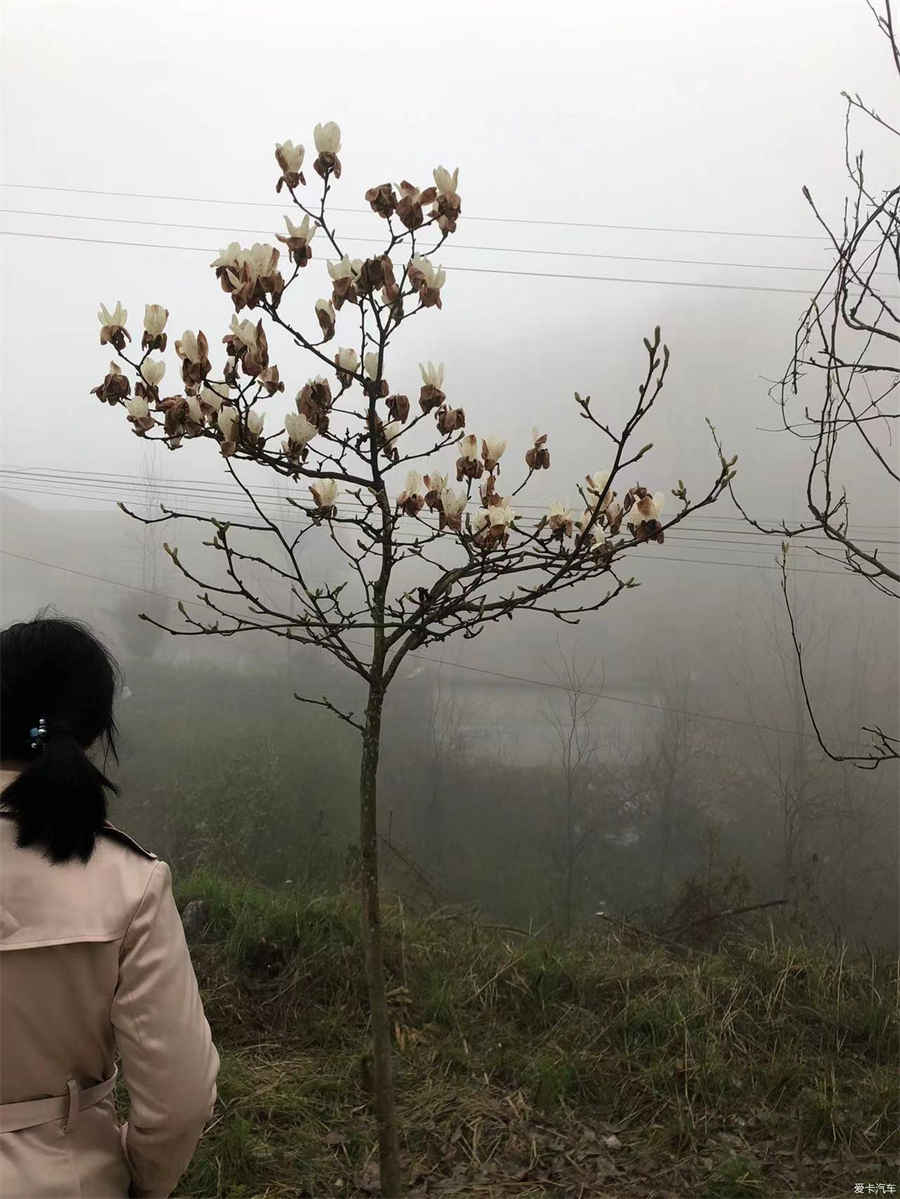 西洋参吃了会上火吗?吃西洋参有什么好处?中药材知识 西洋参吃了会上火吗?吃西洋参有什么好处?中药材知识