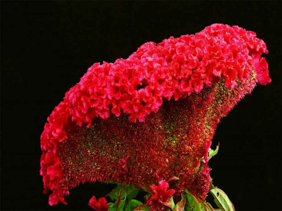 右美沙芬(氢溴酸盐) 右美沙芬(氢溴酸盐)
