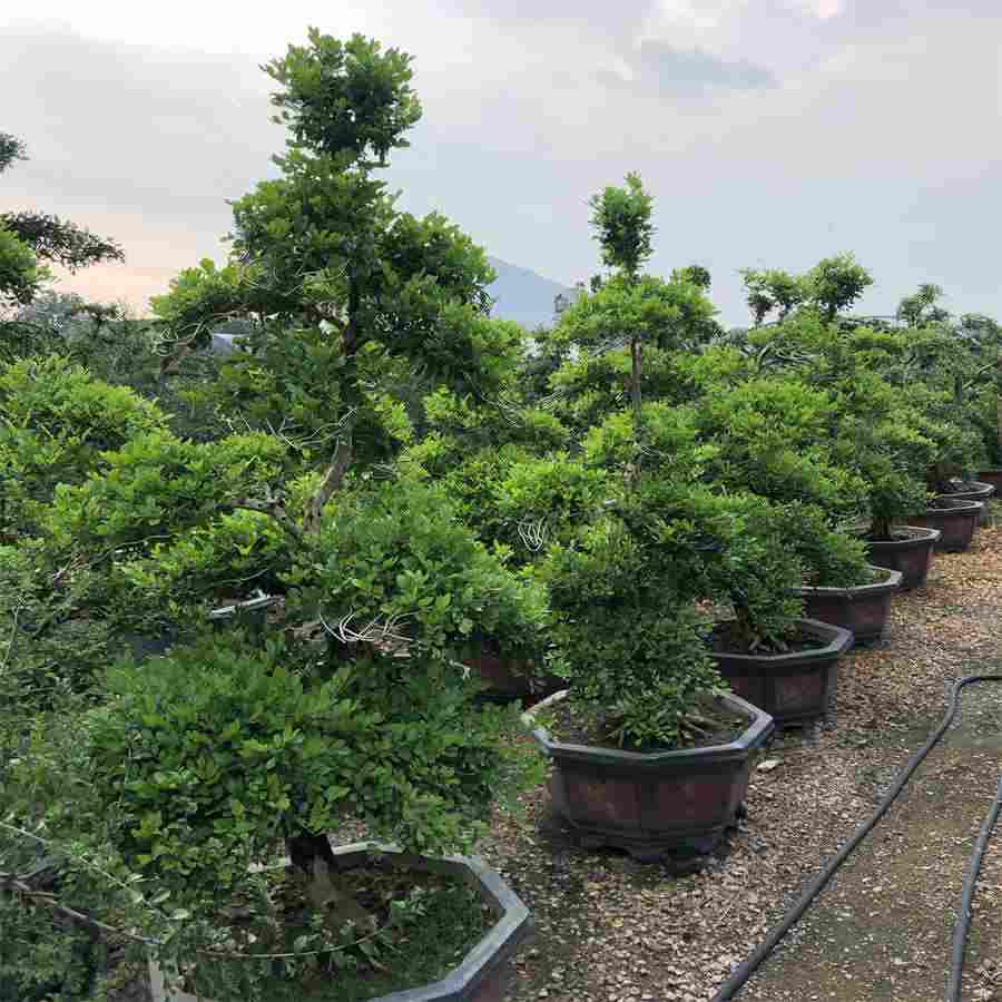 妇女节年龄规定,究竟是多少岁 妇女节年龄规定,究竟是多少岁