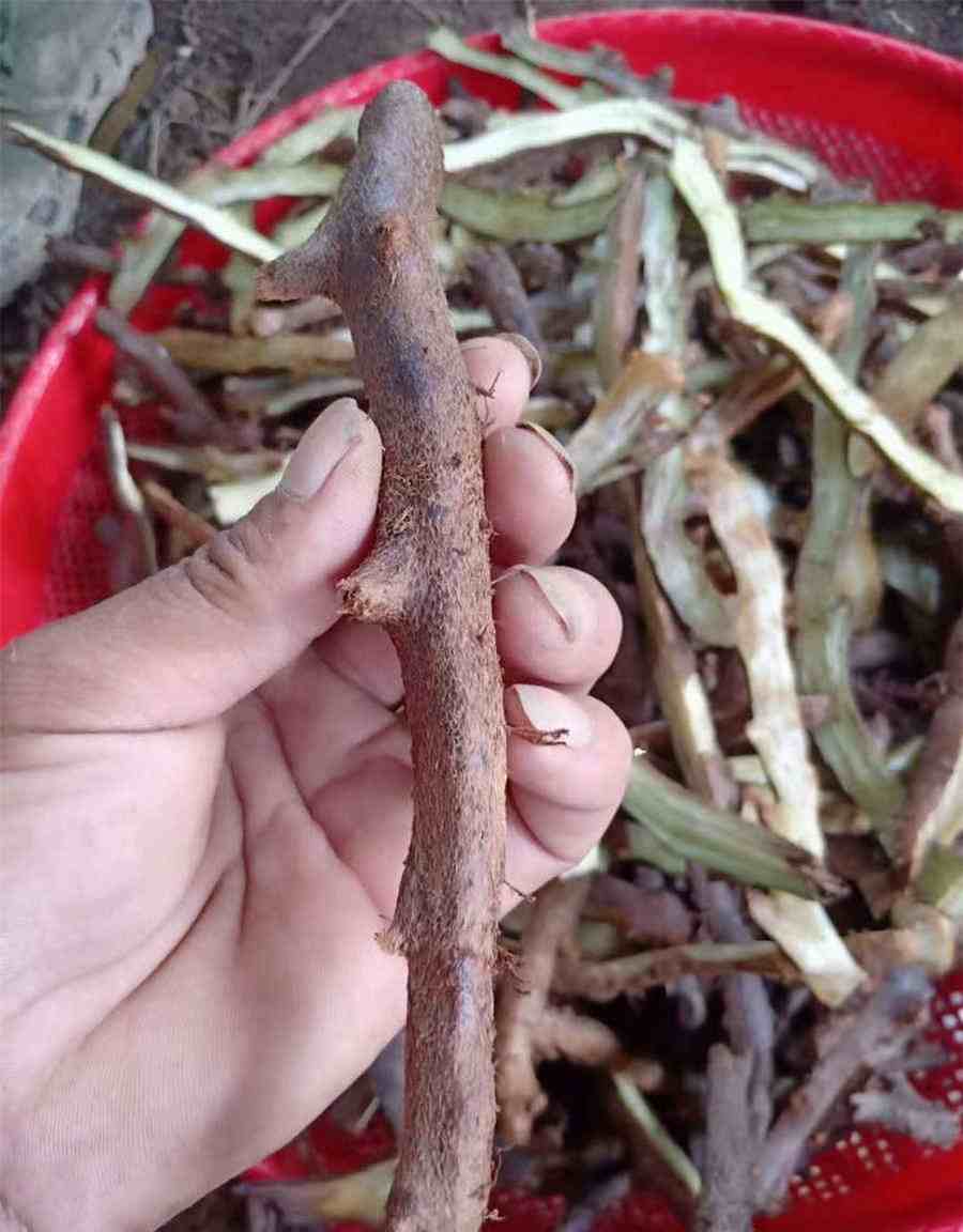 猎户星座是射手座吗?二者有什么区别 猎户星座是射手座吗?二者有什么区别