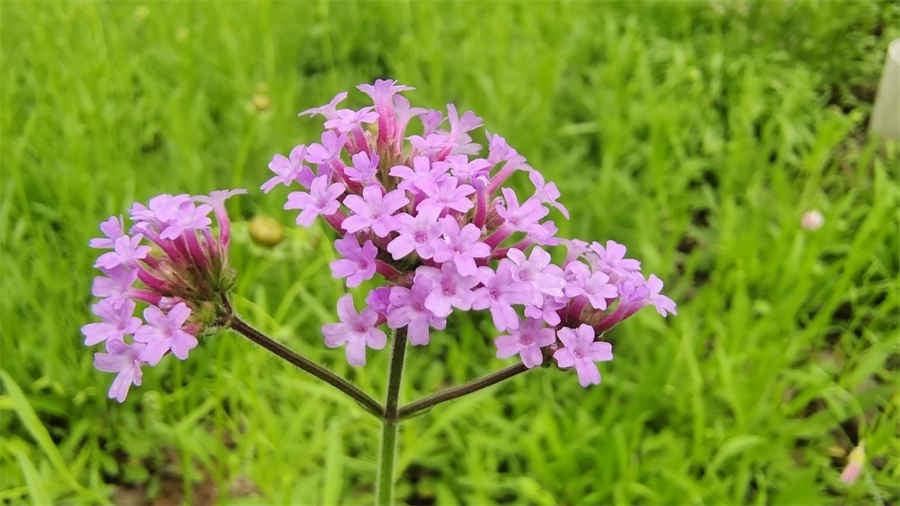 碱花 碱花的图片 碱花 碱花 碱花的图片 碱花