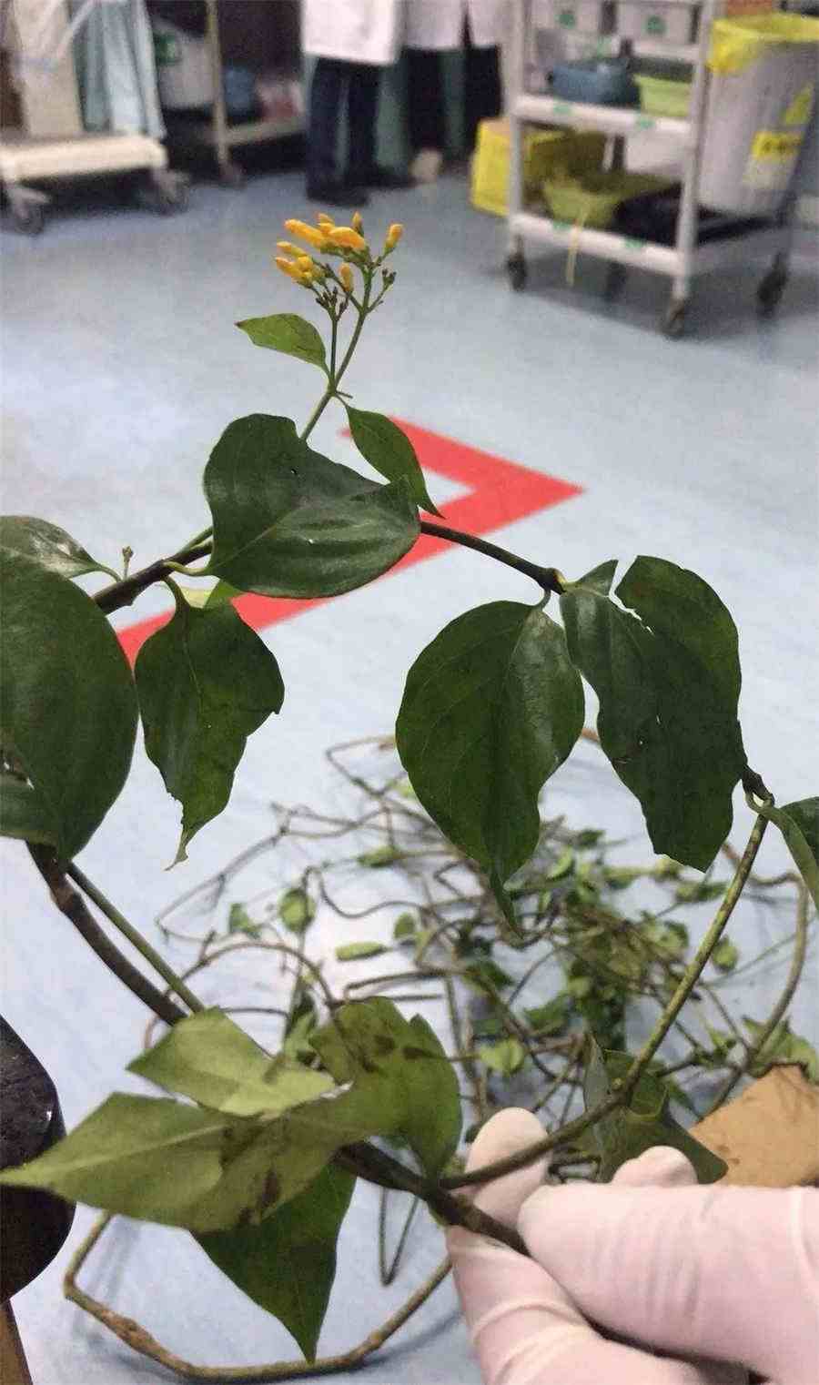 系带处长了小肉芽 系带肉芽增生图片 系带处长了小肉芽 系带肉芽增生图片