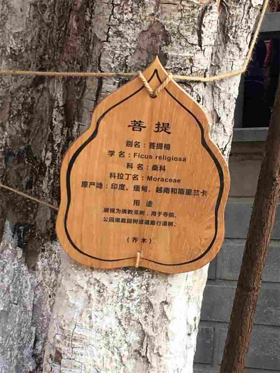 皂角刺 皂角刺图片 中药皂角刺 皂角刺 皂角刺图片 中药皂角刺