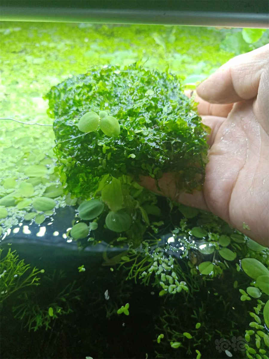 ?(音甜)菜 植物大战僵尸魔音甜菜 ?(音甜)菜 植物大战僵尸魔音甜菜