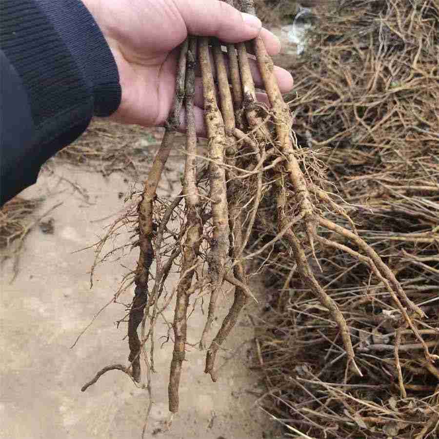 羊肉串的做法家常做法怎么做好吃热量卡路里 羊肉串的作法 羊肉串的做法家常做法怎么做好吃热量卡路里 羊肉串的作法