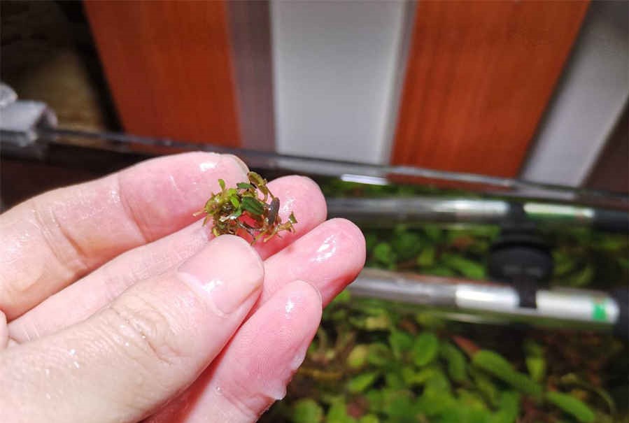 甜豆腐脑怎么做好吃,教你豆腐脑的做法 甜豆腐脑功效和作用 甜豆腐脑怎么做好吃,教你豆腐脑的做法 甜豆腐脑功效和作用